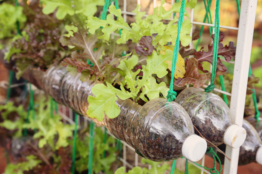 growing lettuce in used plastic bottles, reuse recycle eco conce